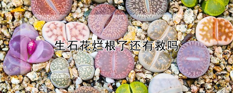 生石花爛根了還有救嗎