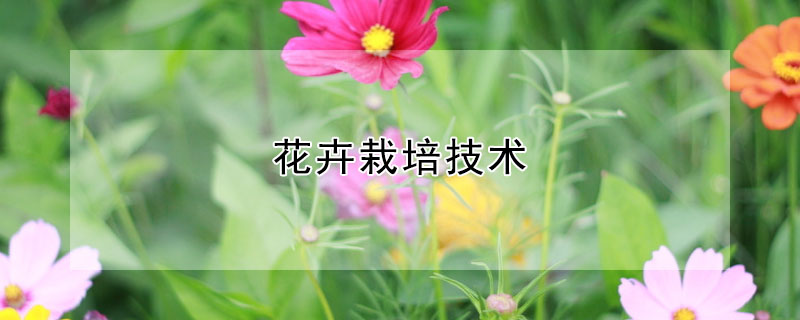 花卉栽培技術