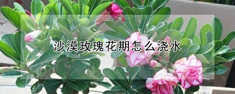 沙漠玫瑰花期怎么澆水