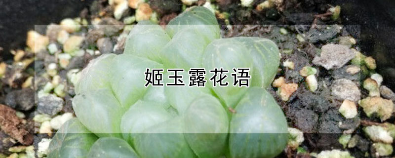 姬玉露花語