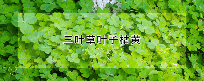 三葉草葉子枯黃