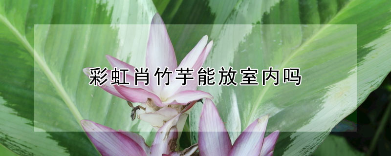 彩虹肖竹芋能放室內嗎