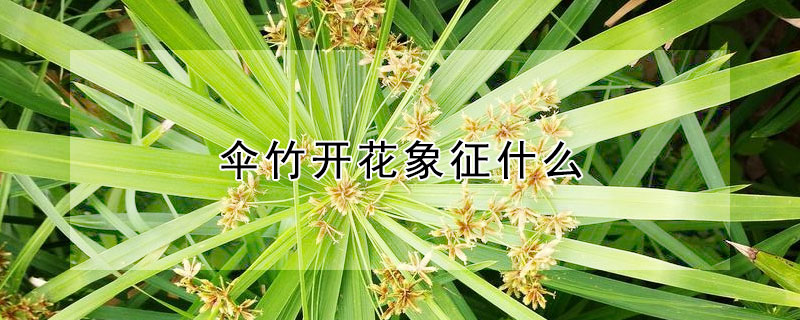 傘竹開花象征什么