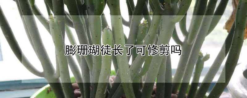 膨珊瑚徒長了可修剪嗎