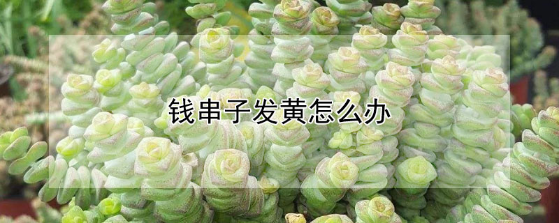 錢串子發黃怎么辦