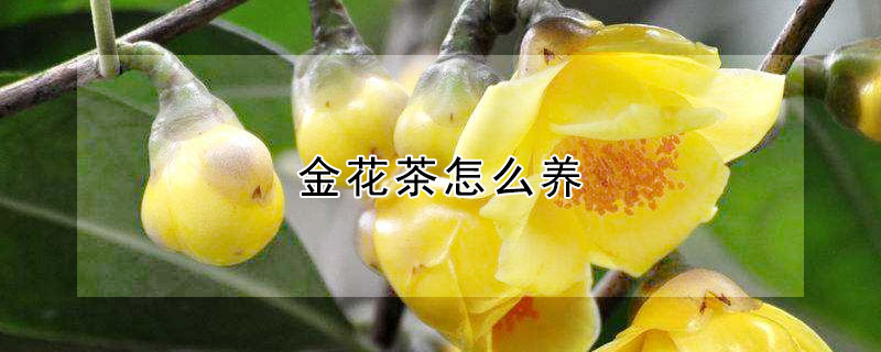 金花茶怎么養(yǎng)