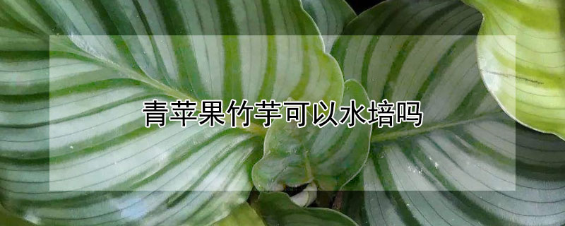 青蘋果竹芋可以水培嗎