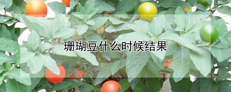 珊瑚豆什么時候結(jié)果