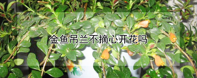 金魚吊蘭不摘心開花嗎