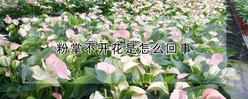 粉掌不開花是怎么回事