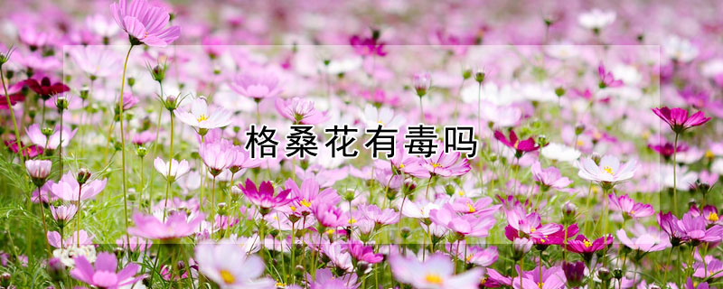 格桑花有毒嗎