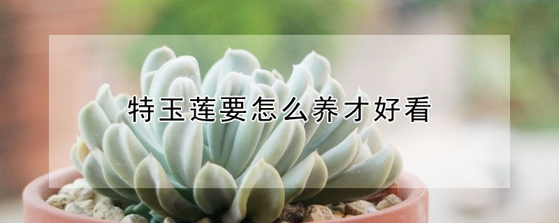 特玉蓮要怎么養(yǎng)才好看