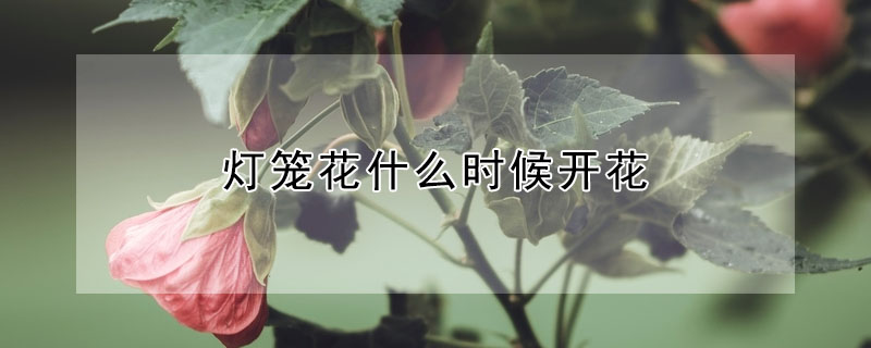 燈籠花什么時候開花