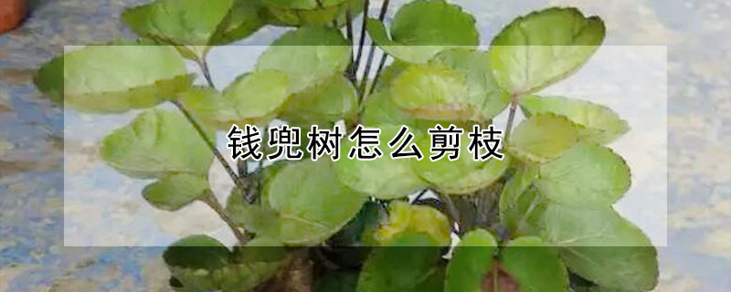 錢兜樹怎么剪枝