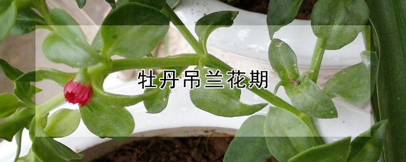 牡丹吊蘭花期