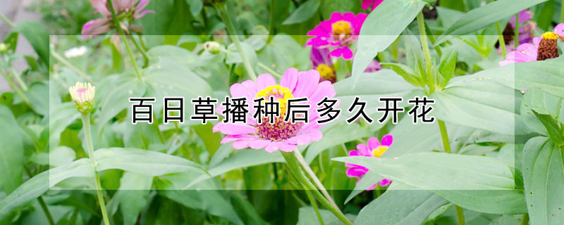 百日草播種后多久開花