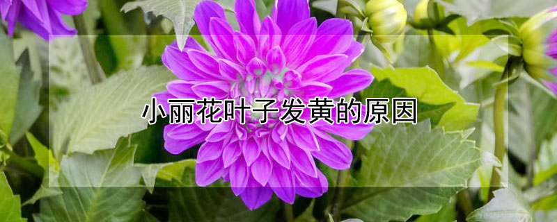 小麗花葉子發(fā)黃的原因