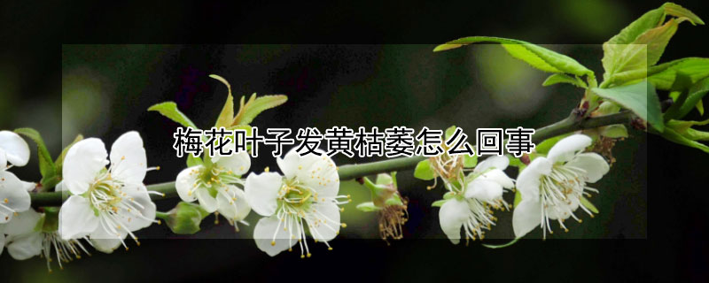 梅花葉子發黃枯萎怎么回事