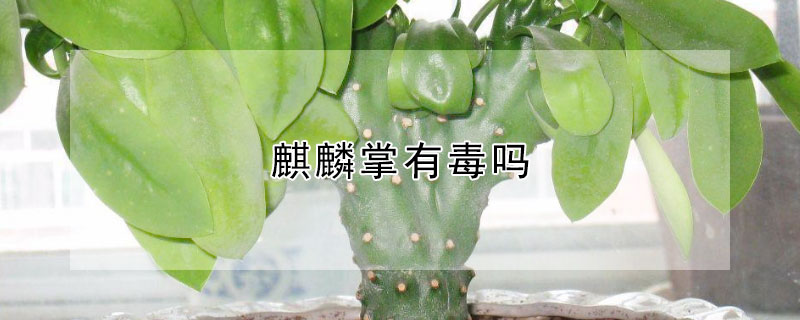 麒麟掌有毒嗎