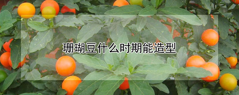 珊瑚豆什么時(shí)期能造型