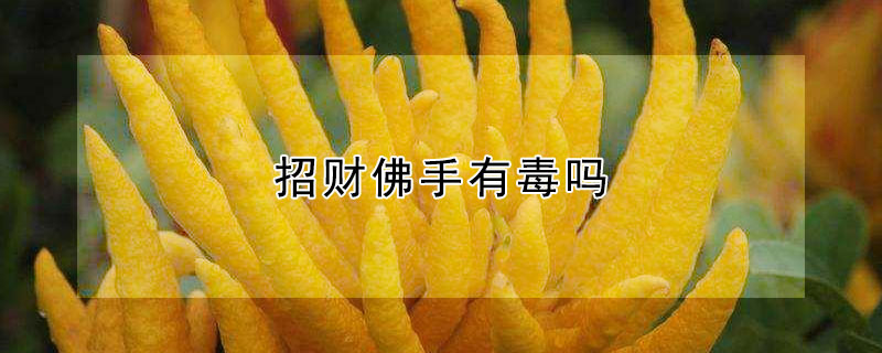 招財(cái)佛手有毒嗎