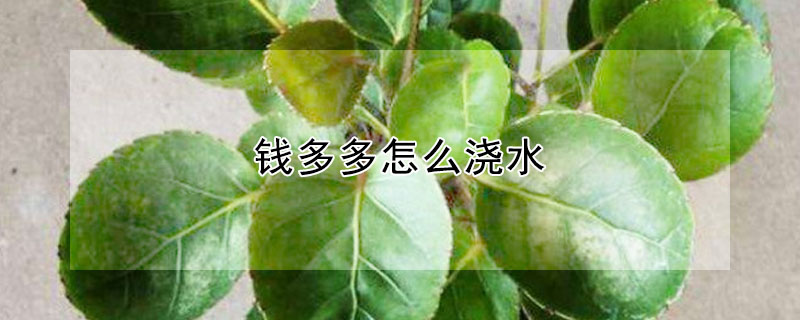 錢多多怎么澆水