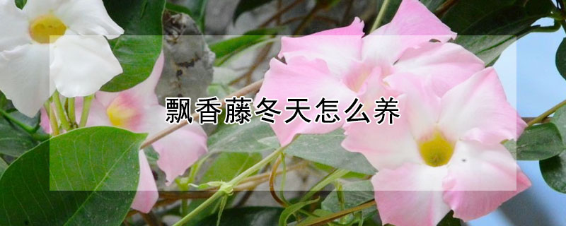 飄香藤冬天怎么養(yǎng)