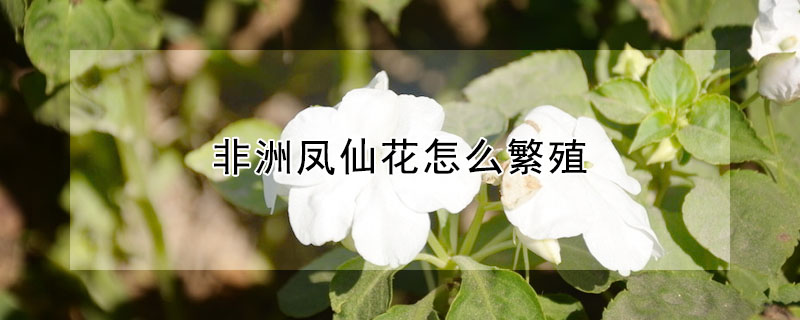 非洲鳳仙花怎么繁殖