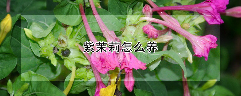 紫茉莉怎么養