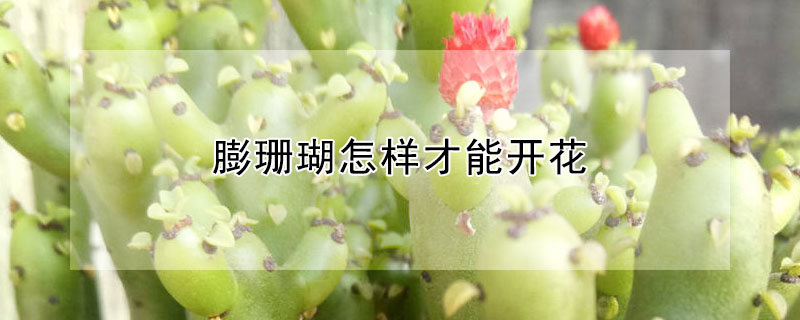 膨珊瑚怎樣才能開(kāi)花