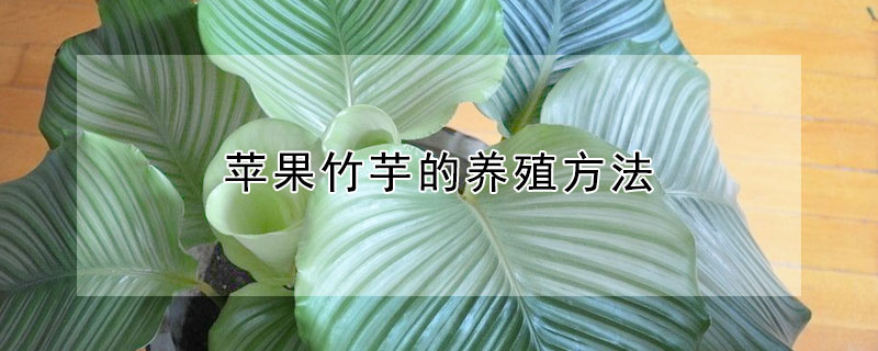 蘋果竹芋的養(yǎng)殖方法