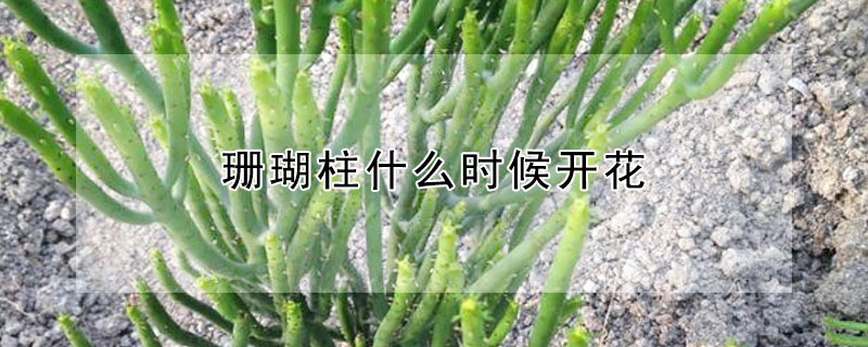 珊瑚柱什么時候開花