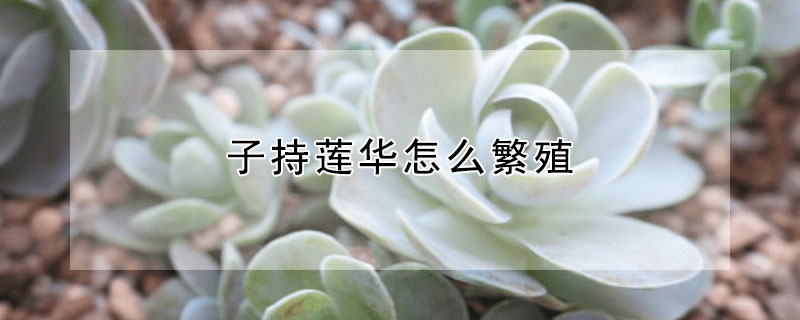 子持蓮華怎么繁殖