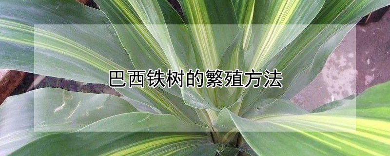 巴西鐵樹的繁殖方法