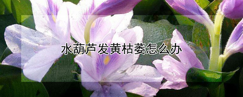 水葫蘆發(fā)黃枯萎怎么辦