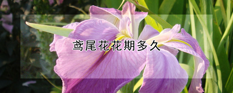 鳶尾花花期多久