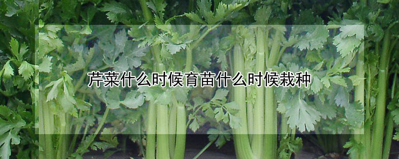 芹菜什么時候育苗什么時候栽種