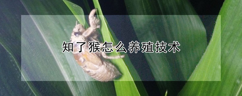 知了猴怎么養(yǎng)殖技術(shù)