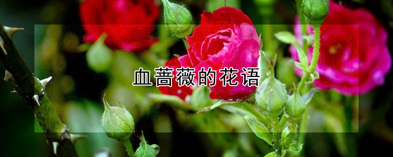 血薔薇的花語