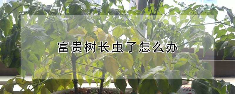 富貴樹長蟲了怎么辦