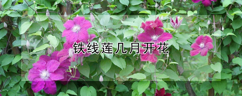 鐵線蓮幾月開花