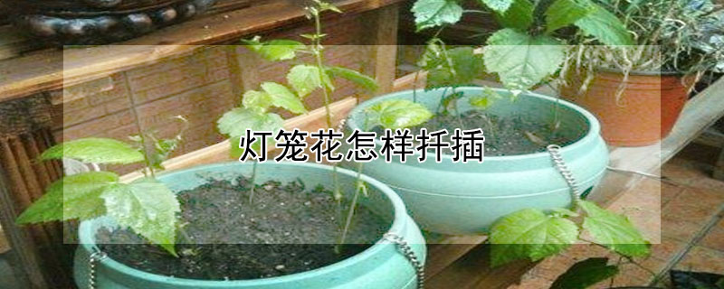 燈籠花怎樣扦插