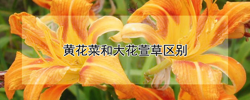 黃花菜和大花萱草區別