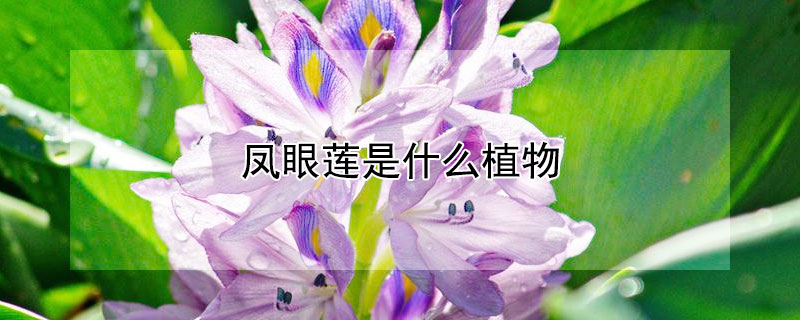 鳳眼蓮是什么植物