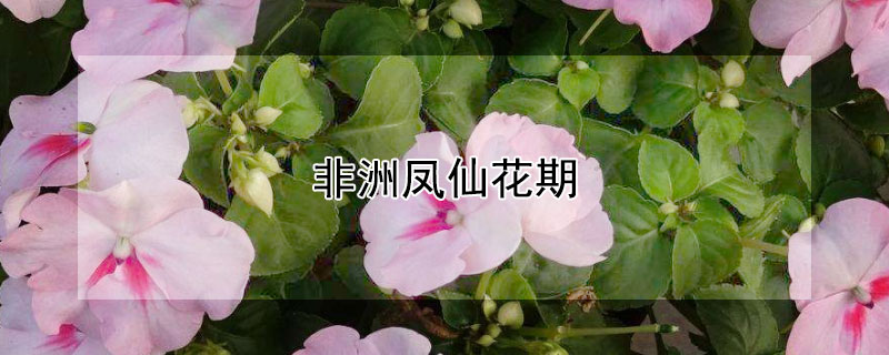 非洲鳳仙花期