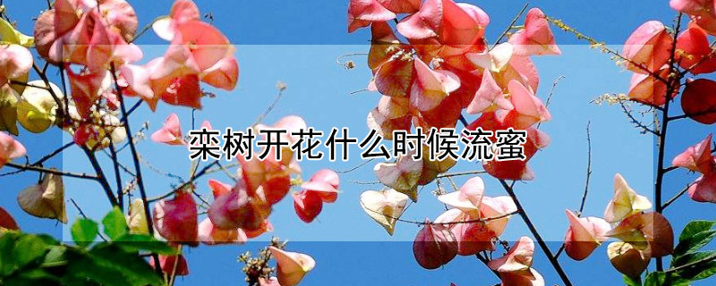 欒樹開花什么時候流蜜