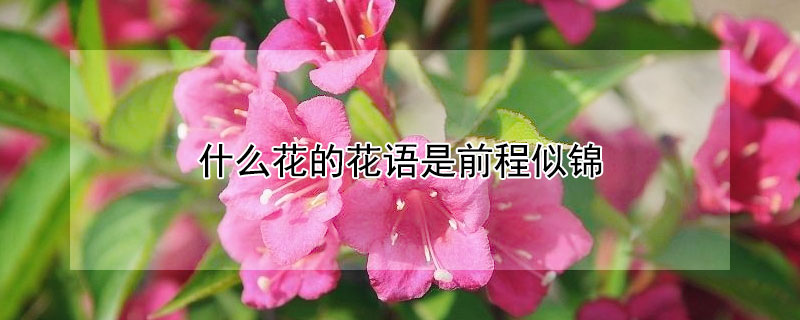 什么花的花語是前程似錦