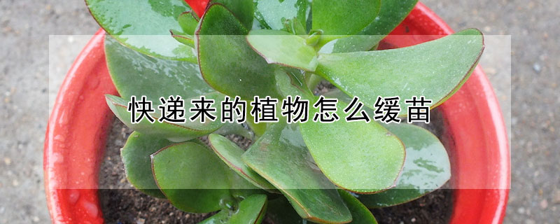 快遞來的植物怎么緩苗