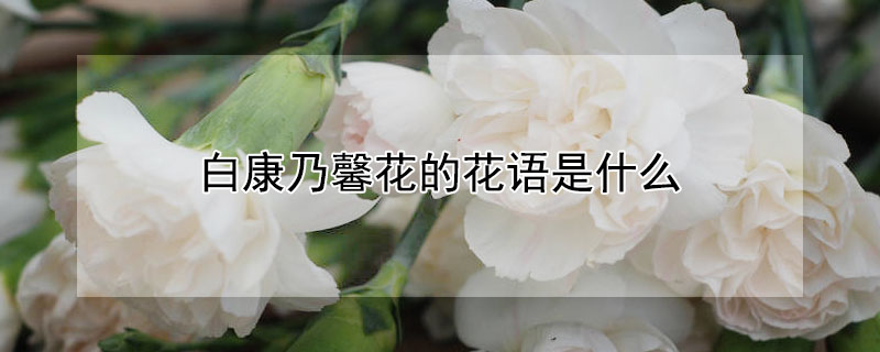 白康乃馨花的花語是什么