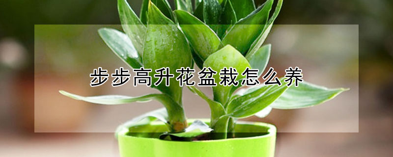 步步高升花盆栽怎么養(yǎng)